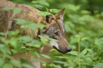 Close-up of a concentrated wolf in the forest, Wolf (Canis Lupus), Germany