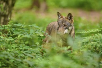 Wolf partially hiding behind foliage in the forest, Wolf (Canis Lupus), Germany