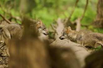 Two wolves meet in a dense forest on a forest path, Wolf (Canis Lupus), Germany