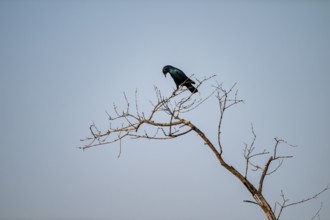 Green-tailed Glossy Starling (Lamprotornis chalybaeus), sitting on a branch against a blue sky,
