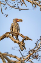 Red-ringed Hornbill (Tockus leucomelas) sitting on a branch against a blue sky, in the evening