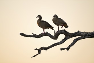 Two Nile Geese sitting on a branch, Kruger National Park, South Africa