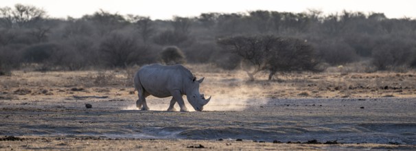 Dramatic atmosphere, Southern white rhinoceros (Ceratotherium simum simum), Khama Rhino Sanctuary,