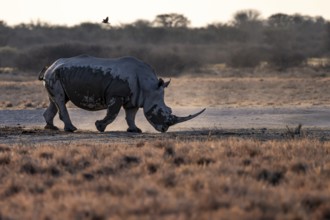Southern white rhinoceros (Ceratotherium simum simum), Khama Rhino Sanctuary, Serowe, Botswana
