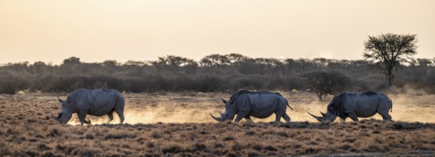 Three animals, Southern white rhinoceros (Ceratotherium simum simum) running through savannah,