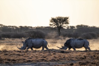 Two animals, Southern white rhinoceros (Ceratotherium simum simum), Khama Rhino Sanctuary, Serowe,