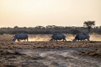 Three animals, Southern white rhinoceros (Ceratotherium simum simum), Khama Rhino Sanctuary,