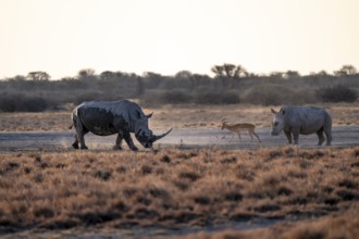 Two animals, Southern white rhinoceros (Ceratotherium simum simum) running through savannah, Khama