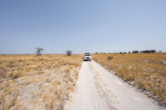 Off-road car explores arid landscape, Makgadikgadi salt pans, Botswana