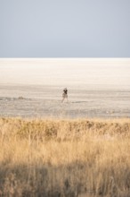 Young tourist exploring arid landscape, Kubu Island (Lekubu), Sowa Pan, Makgadikgadi salt pans,