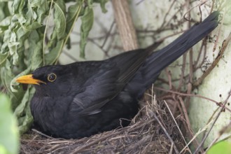 Male blackbird (Turdus merula) incubating in nest, Bavaria, Germany