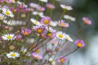 Mexican fleabane (Erigeron karvinskianus), also known as Spanish daisy, Karwinsky daisy or wall