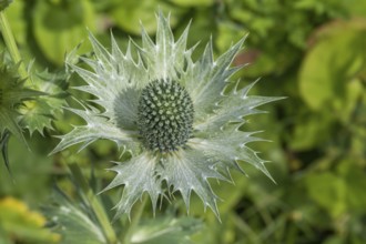 Ivory Man's Litter (Eryngium giganteum), Münsterland, North Rhine-Westphalia, Germany