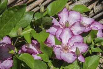 Clematis on a wooden fence, Münsterland, North Rhine-Westphalia, Germany