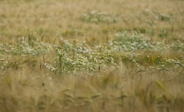 Camomile in a grain field, Münsterland, North Rhine-Westphalia, Germany