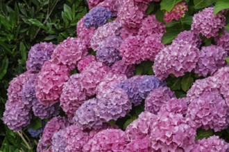 Hydrangea bush, Münsterland, North Rhine-Westphalia, Germany