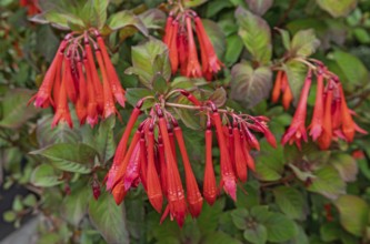 Fuchsia triphylla, Münsterland, North Rhine-Westphalia, Germany