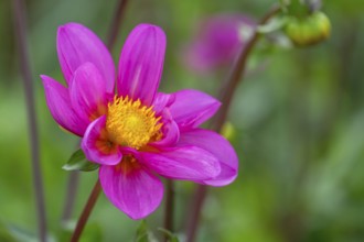 Dahlia (Dahlia), Münsterland, North Rhine-Westphalia, Germany