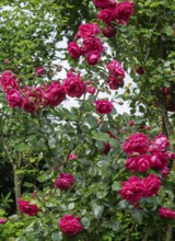 Rose (Rosa sp.), Münsterland, North Rhine-Westphalia, Germany