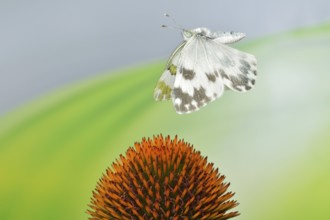 Reseda butterfly (Pontia edusa) in flight on coneflower (Echinacea)