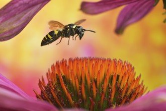 Clay wasp (Ancistrocerus nigricornis) in flight on the flower of the coneflower (Echinacea)