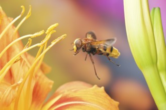 Hornet hoverfly (Volucella zonaria) in flight on the flower of an Orange day-lily (Hemerocallis