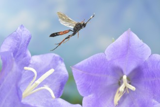 Ichneumon sramentarius in flight on a flower of the Peach-leaved bellflower (Campanula