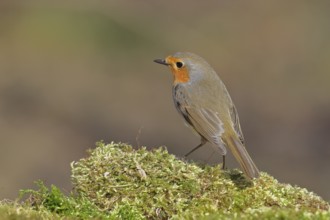 Robin (Erithacus rubecula), on mossy ground in the garden, Wilnsdorf, North Rhine-Westphalia,