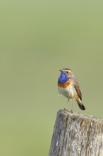 Bluethroat (Luscinia svecica cyanecula), male, on a pasture fence post, wildlife, Lembruch, Ochsen