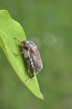 May beetle, wood cockchafer (Melolontha hippocastani), female, on a leaf, close-up, Wilnsdorf,
