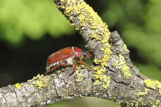 May beetle, wood cockchafer (Melolontha hippocastani), female, on a branch covered with lichen,