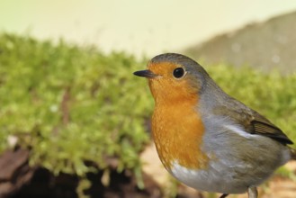 Robin (Erithacus rubecula), on mossy ground, animal portrait, close-up, Wilnsdorf, North