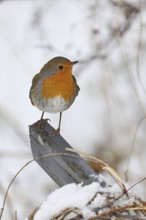 Robin (Erithacus rubecula), in winter on a fence post in the garden, Wilnsdorf, North