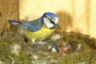 Blue tit (Cyanistes caeruleus) feeding the young in the nest, Wilnsdorf, North Rhine-Westphalia,