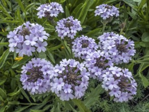 Flowering Verbena (Verbena rigida Polaris), closeup, in Ystad, Skåne County, Sweden, Scandinavia