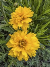 Flowering Girl's eye (Coreopsis Early Sunrise), closeup, in Ystad, Skåne County, Sweden,