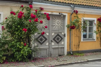 Roses at a gate in an old house facing the street in Ystad, Skåne County, Sweden, Scandinavia