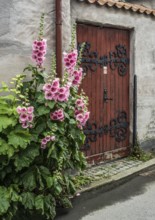 Hollyhocks (Alcea rosea) at a gate in an old house facing the street in Ystad, Skåne County,