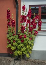 Hollyhocks (Alcea rosea) at a house facing the street in Ystad, Skåne County, Sweden, Scandinavia
