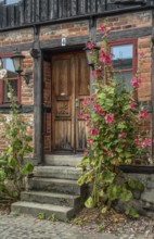 Hollyhocks (Alcea rosea) at a gate in a half-timbered house facing the street in Ystad, Skåne