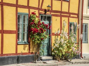 Hollyhocks (Alcea rosea) at a gate in a half-timbered house facing the street in Ystad, Skåne