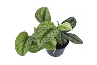 Exotic 'Scindapsus Pictus Exotica' or 'Satin Pothos' houseplant with velvet texture and silver spot
