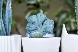 Close up of small shrubby 'Myrtillocactus Geometrizans f. Cristata' cactus with candelabra-like