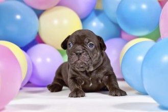 Young black French Bulldog dog puppy between colorful balloons