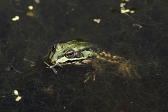 Edible Frog (Pelophylax esculentus) with an insect in its mouth, Valais, Switzerland