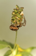 Bark crab spider (Ozyptila praticola), Valais, Switzerland