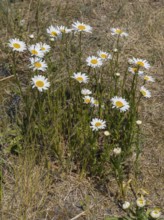 Meadow daisy (Leucanthemum vulgare), Sankt Peter Ording, Eiderstedt, North Frisia, North Sea,