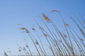 Reed grass in front of a blue sky, Sankt Peter Ording, Eiderstedt, North Frisia, North Sea,