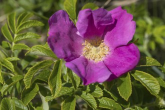 Potato rose (Rosa rugosa), wild rose, Sankt Peter Ording, Eiderstedt, North Frisia, North Sea,