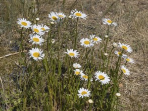 Meadow daisy (Leucanthemum vulgare), Sankt Peter Ording, Eiderstedt, North Frisia, North Sea,